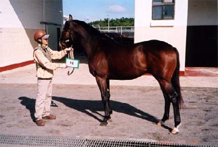 ��︲���� ����