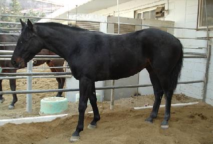 �������۴� ����