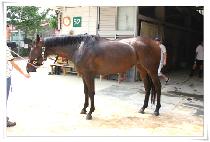 ��Ű���� (LUCKY CHANCE) ����