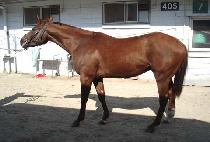 ���������� (MACHELLY WALKS) ����