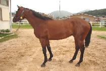 ����Ʈ�� (SUMATRA) ����