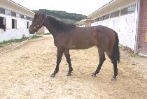 ���̴����� (SHINING FORCE) ����