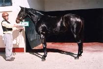 ǻó���� (FUTURE BUG) ����