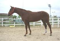 ���Ѵ��� (GWONHAN DAEHAENG) ����