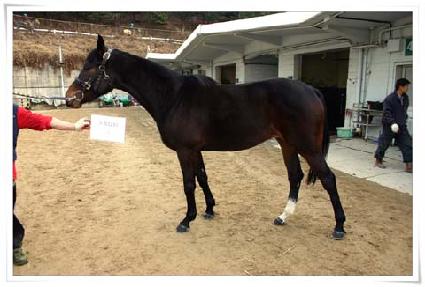 ���Ӵ�Ÿ ����