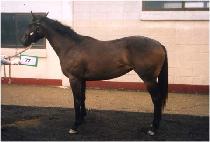 ���п��� (BULPAEYEONGUNG) ����