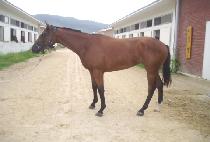 �������� (BLACK HUNTER) ����