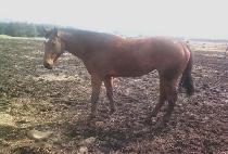 ž���� (TOP ANGEL) ����