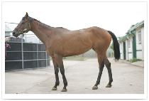 ������� (SOPRANO) ����