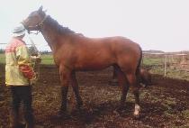 �н�Ʈ���� (FAST WIND) ����