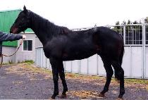 �����ǿ��� (SEGIUIYEONGUNG) ����