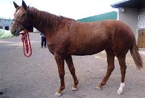 Ʈ������ (TRIPLE QUEEN) ����