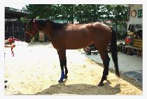 �������� (BLACK FORCE) ����