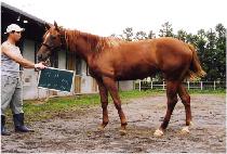 ��κ� (BIROBONG) ����