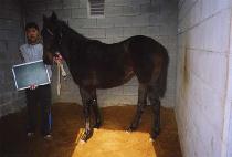 ���ѹ��� (DAEHAN MUJEOK) ����