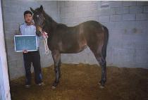 �����ٸ� (JAYUDARI) ����