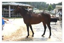 ���÷� (DOSIRO) ����