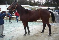 �����İ��� (GALAPAGOS) ����