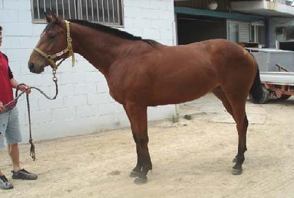 ��������Ų ����