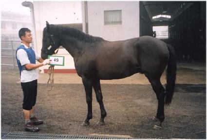 ��������ƽ ����