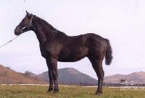 ���Ѵ뱺 (MUHANDAEGUN) ����