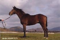 �齺Ÿ (TOP STAR) ����