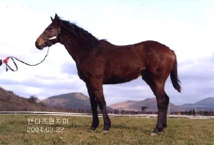 ��Ÿ���Ǻ� ����