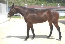 ������ĭ (LAZER KHAN) ����