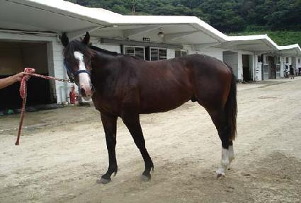 �հ˼� ����