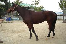 �������� (GOGEUMJEIL) ����