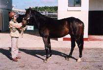 ������� (BAEKDUJEONSEOL) ����