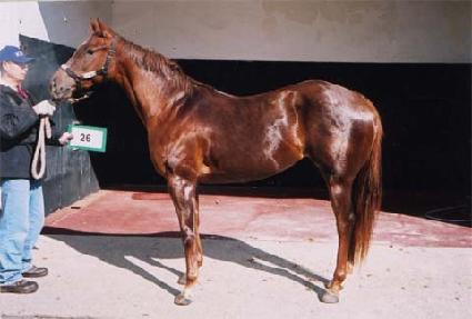 ������ ����