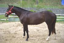 �������� (HIMCHAN DOYAK) ����