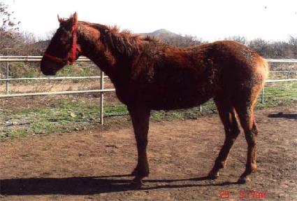 �������� ����