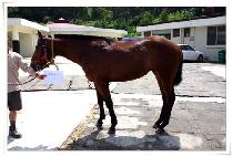 HWASUNDONGJA picture