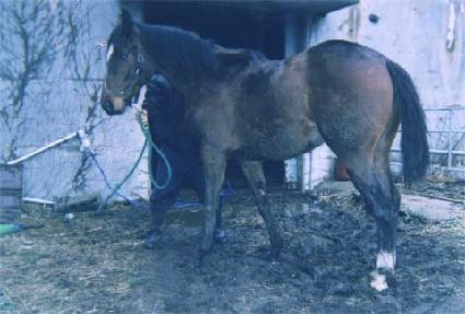 ���彺�� ����