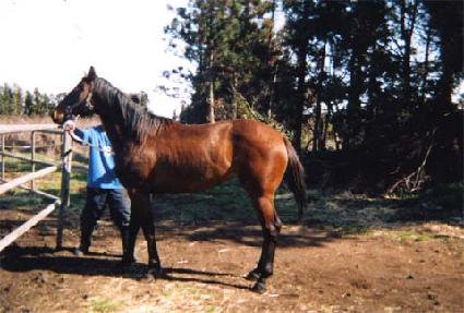 �Ƿ�ü�Ǻ� ����