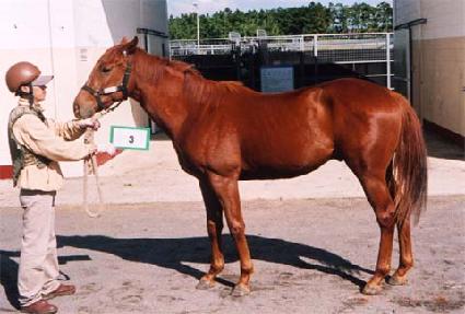 �������� ����