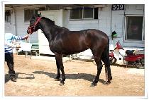 ��â���� (PYEONGCHANGGONGJU) ����