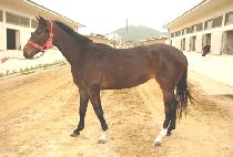 Ȩ������ (HOMERUN YEOWANG) ����