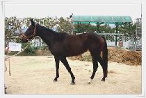 ����� (JANGGEUL QUEEN) ����