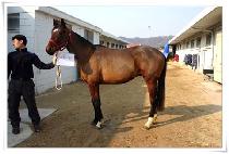 ��â��� (PYEONGCHANGSARANG) ����