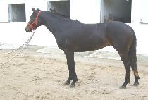 õ������ (CHEOLLI DOKHAENG) ����