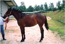 ����Ƽ���� (PRETTY WONDER) ����