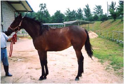 ����Ƽ���� ����