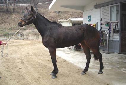 ������Ƽ ����