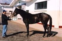 ���Ϲݾ� (MAHABANNYA) ����