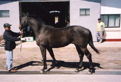 ������ ����