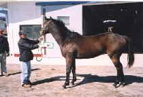 �հŹ� (WANGGEOMI) ����