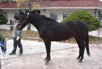 �������� (MALLIBIHAENG) ����